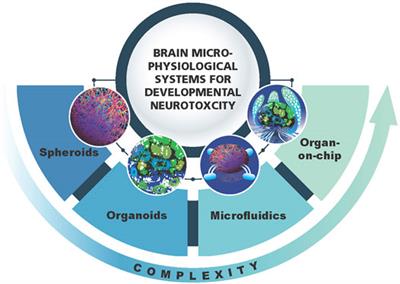 The Future of 3D Brain Cultures in Developmental Neurotoxicity Testing